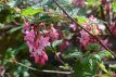 Ribes sanguineum 50/60 C Ribes sanguineum-Siertrosbes 50-60 C