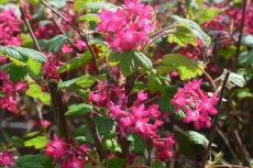 Ribes sanguineum-Siertrosbes 50-60 C