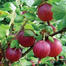 Ribes uva-crispa 'Captivator' 10 st.