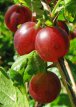 Ribes u-c 'Hinnonmaki Red' - stam Ribes u-c 'Hinnonmaki Red' | Rode stekelbes-Kruisbes  80-100 C4 Stam