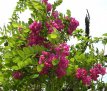 Robinia marg.'Casque Rouge' 12/14 C35 Robinia margaretta 'Casque Rouge' (Pink Cascade) 12/14 HO C35 VALSE ACCACIA