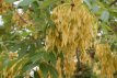 Robinia pseud. ‘Umbraculifera’ 10/12 HO Mot Robinia pseudoacacia ‘Umbraculifera’(=Inermis) 10/12 HO Mot BOLACACIA