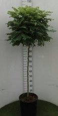 Robinia pseud. ‘Umbraculifera’ 6/8 HA C18 Robinia pseudoacacia ‘Umbraculifera’  6/8 HA C18 BOLACACIA