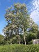 Robinia pseudoacacia 25 st. 60/90 BW Robinia pseudoacacia 25 stuks 60-90  BW  |  VALSE ACACIA