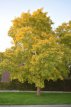 Robinia pseudoacacia 6/8 HO Robinia pseudoacacia   6/8  HO  VALSE ACACIA