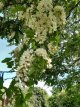 Robinia pseudoacacia 6/8 HO Robinia pseudoacacia   6/8  HO  VALSE ACACIA