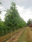 Robinia pseudoacacia   6/8  HO  VALSE ACACIA