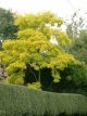 Robinia pseudoacacia 'Frisia' 100/125 C12 Robinia pseudoacacia 'Frisia' - Valse acacia 100-125 C12