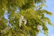 Robinia pseudoacacia 'Frisia' 100/125 C12 Robinia pseudoacacia 'Frisia' - Valse acacia 100-125 C12