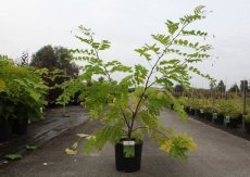 Robinia pseudoacacia 'Frisia' - Valse acacia 100-125 C12