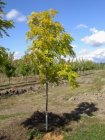 Robinia pseudoacacia ‘Frisia’  6/8  HO  VALSE ACACIA