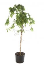 Robinia pseudoacacia 'Twisty Baby'|Stam 120 cm C20 Robinia pseudoacacia 'Twisty Baby' - stam 120 cm C20