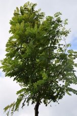 Robinia pseudoacacia ‘Umbraculifera’  6/8  HA  BOLACACIA