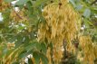 Robinia pseudoacacia ‘Umbraculifera’ 6/8 HO Robinia pseudoacacia ‘Umbraculifera’  6/8  HO  BOLACACIA