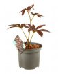 Rodgersia hybr. 'Bronze Peacock' - PROMO 50 C3 Rodgersia hybride 'Bronze Peacock' - PROMO | Schout-bij-nacht 50 C3