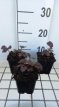 Rodgersia pinn.'Chocolate Wings'® Rodgersia pinnata 'Chocolate Wings'® | Schout-bij-nacht 100 P9