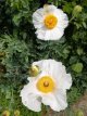 Romneya Coulteri Romneya Coulteri | Californische boompapaver 200 P9