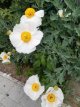 Romneya Coulteri Romneya Coulteri | Californische boompapaver 200 P9