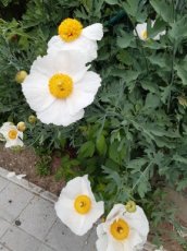 Romneya Coulteri | Californische boompapaver 200 P9