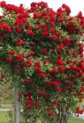 ROSA 'AMADEUS'® (=KORLABRIAX®) C3