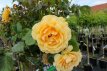 ROSA ' AMBER QUEEN' STAM 100 C7 ROSA ' AMBER QUEEN' - STAM 100 C7