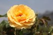 ROSA ' AMBER QUEEN' STAM 100 C7 ROSA ' AMBER QUEEN' - STAM 100 C7