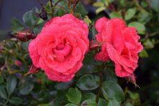 ROSA 'BAD BIRNBACH'® 10 st.C1.5 ROSA BAD BIRNBACH  C3