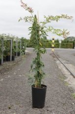 ROSA BANKSIAE 'ALBA PLENA' 150/175 C10