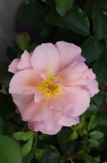 ROSA 'BINGO MEIDILAND'(=Meipotal) C3