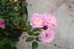 ROSA 'BONICA'®  STAM 100 C7 ROSA 'BONICA'® - STAM 100 C7