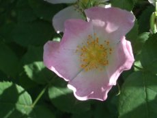 ROSA CANINA C2