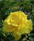 Rosa 'Friesia' ( KORRESIA ) -  C4