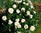 ROSA 'GHISLAINE DE FELIGONDE' C3