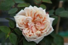 ROSA 'GLOIRE DE DIJON' C4