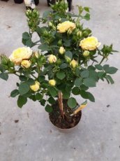 Rosa 'Golden Meillandina' - stam 20 cm | Dwergroos 25-30 C3