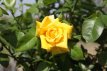 ROSA 'GOLDSTAR' STAM 100 C7 ROSA 'GOLDSTAR' - STAM 100 C7