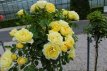 ROSA 'HAPPY GO LUCKY' STAM 100 C7 ROSA 'HAPPY GO LUCKY' - STAM 100 C7