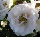 ROSA 'ICE MEIDILAND'® C1.5 (bodembedekkend)