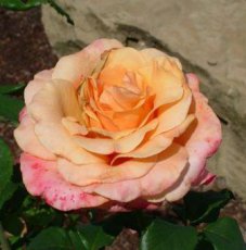 ROSA 'LADY Of SHALOTT' C3