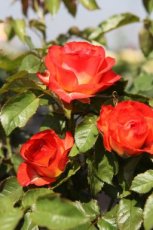 ROSA 'MARIEKEN' - STAM 90 C7