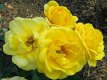 ROSA 'MELGOLD' STAM 100 C7 ROSA 'MELGOLD' - STAM 100 C7