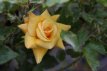 ROSA 'MELGOLD' STAM 100 C7 ROSA 'MELGOLD' - STAM 100 C7