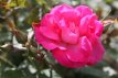 ROSA 'MELROSE' STAM 100 C7 ROSA 'MELROSE' - STAM 100 C7