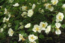 Rosa multiflora 25 st. 60-90  BW  |  VEELBLOEMIGE ROOS