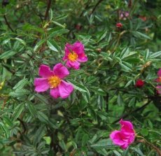 ROSA NITIDA C5