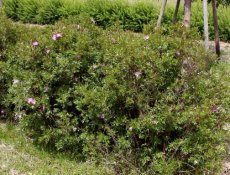 Rosa nitida 25 st. 40-60  BW |  WILDE ROOS