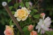 ROSA 'PHYLLIS BIDE' C4 ROSA 'PHYLLIS BIDE' C4