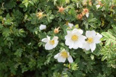 Rosa pimpinellifolia (Spinossissima) 25 st. 60-90   BW   |  ROOS