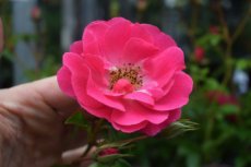 ROSA 'MAGIC MEIDILAND'®(=MEIBONRIB) C1.5