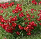 ROSA 'RED MEIDILAND'® (=MEINEBLE®) C1.5